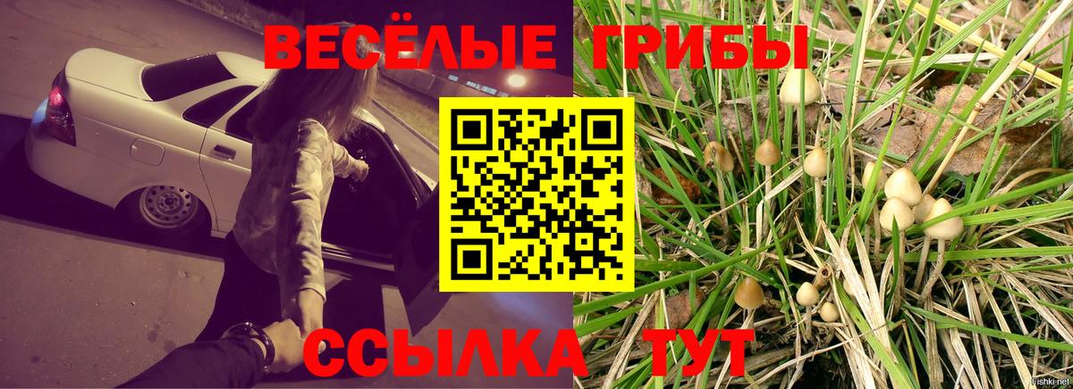 Полысаево  Псилоцибиновые грибы Psilocybine cubensis  Вход с VPN 